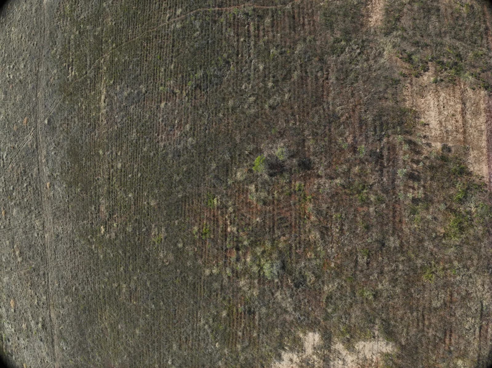 Aerial survey view of vegetation and parallel rows of ripped ground in an Argyle rehabilitation area
