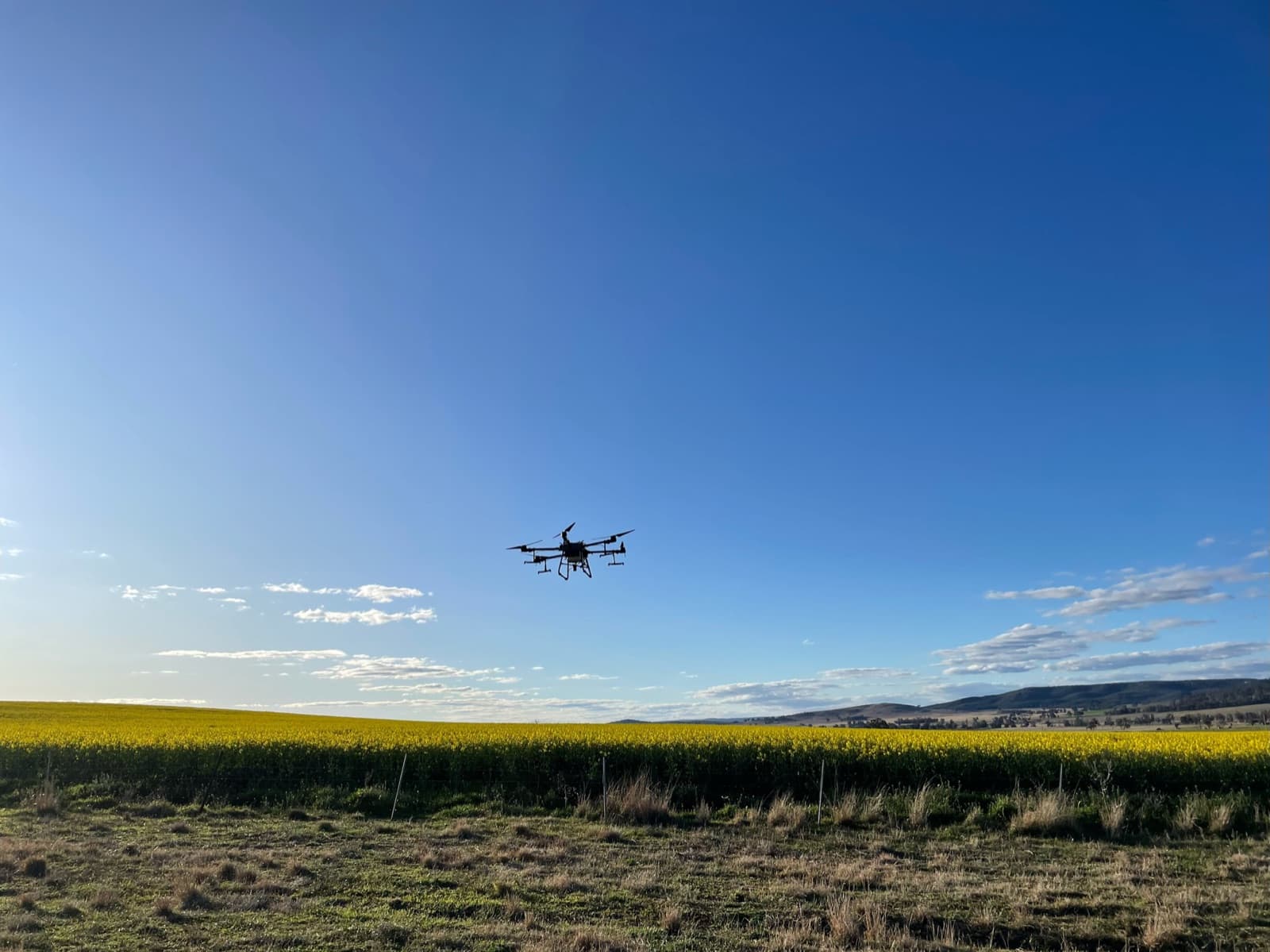 Agricultural spraying drone flying over a canola field
